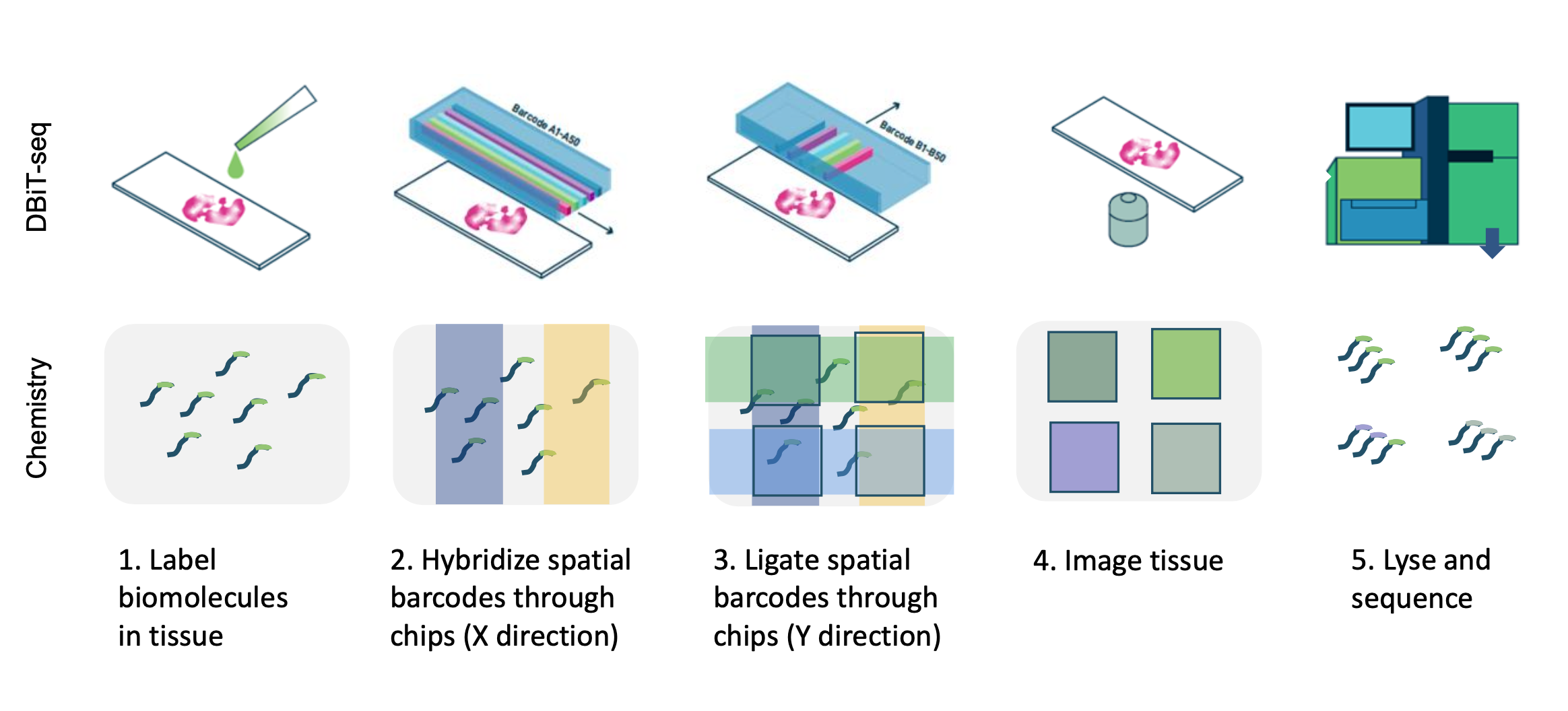 DBiT-seq workflow diagram